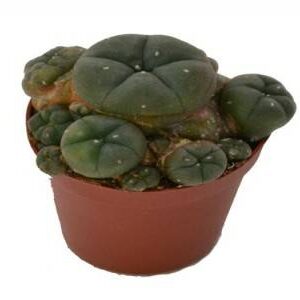 1. Acheter du cactus peyotl en ligne