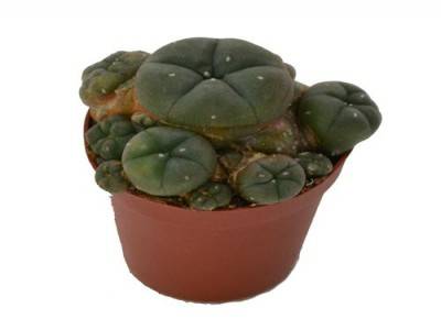 1. Acheter du cactus peyotl en ligne